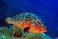 Dusky Grouper
